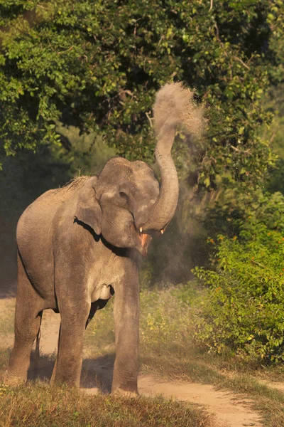 Elefante Asiático Reserva Del Tigre Corbett Uttarakhand India — Foto de Stock