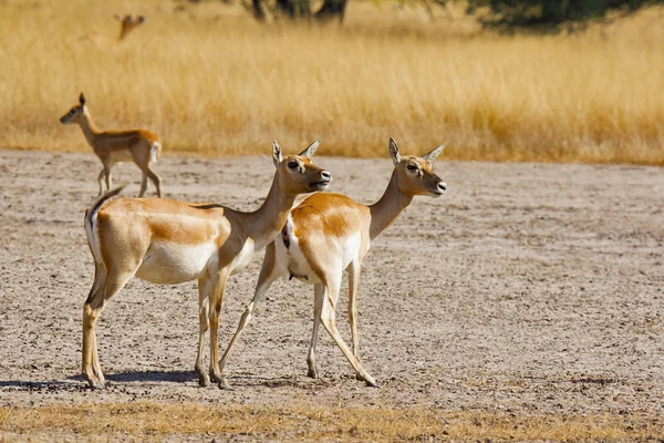 Antilopa Jelení Žena Antelope Cervicapra Velavadar Národní Park Gudžarát Indie — Stock fotografie