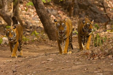 Kaplan Panthera tigris tigris-T 39 yavrularını Ranthambhore kaplan rezerv, Rajasthan, Hindistan, ile