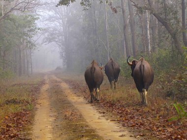 Hint gülbay, Kanha kaplan rezerv, Madhya Pradesh Hindistan Devlet