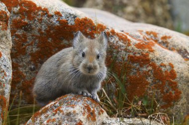Büyük kulaklı Pika, Ochotona macrotis, Khardung Köyü, Jammu ve Keşmir, Hindistan