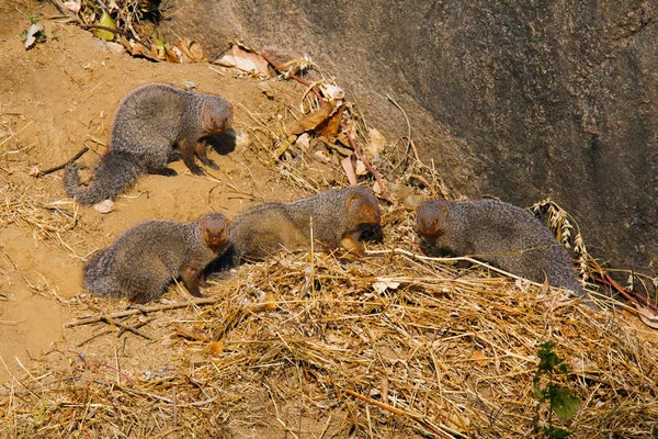 Grey Mongoose Familie Mount Abu Rajasthan India — Stockfoto