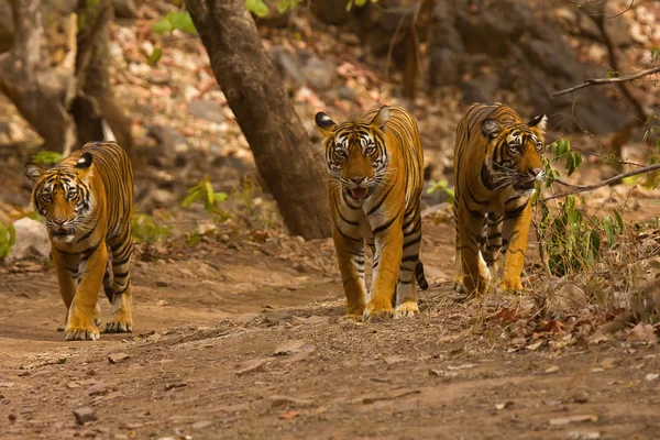 Tiger Panthera Tigris Tigris Cubs Ranthambhore Tiger Reserve Rajasthan India — Stock Photo, Image