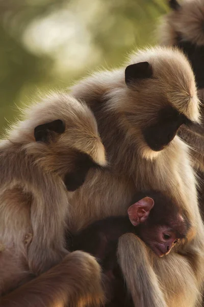 Hanuman Langur Com Jovens Semnopitheaus Entellus Tadoba Tiger Reserve Maharashtra — Fotografia de Stock