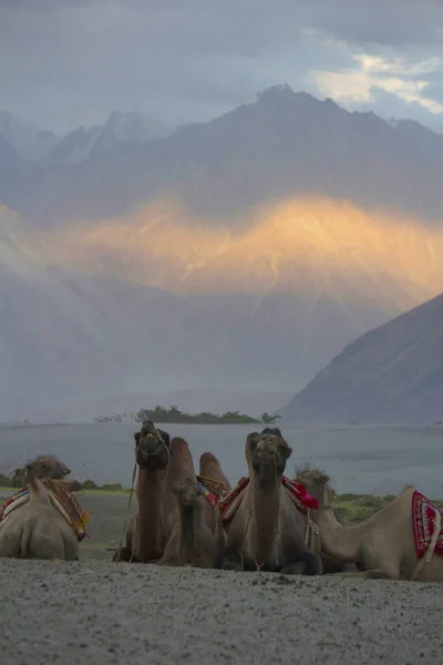 Bactrische Kameel Camelus Bactrianus Nubra Van Jammu Kasjmir India — Stockfoto