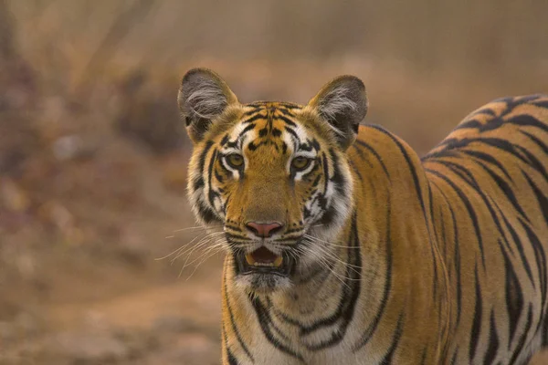 Zara Tiger Tigris Tigris Panthera Santuário Vida Selvagem Tipeshwar Maharashtra — Fotografia de Stock