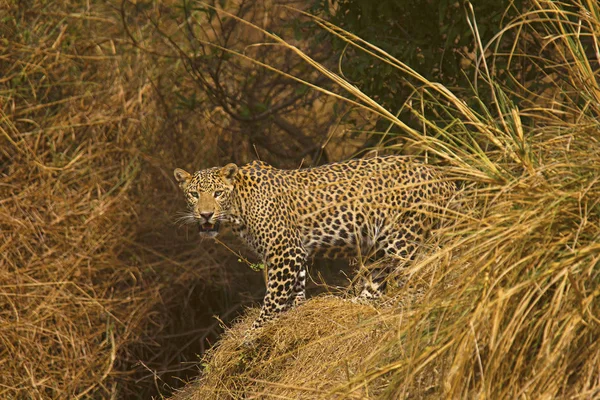 Indian Leopard Panthera Pardus Fusca Panna Tiger Reserve Madhya Pradesh — Zdjęcie stockowe