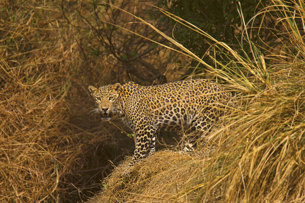 Indian Leopard, Panthera pardus fusca, Panna Tiger Reserve, Madhya Pradesh India