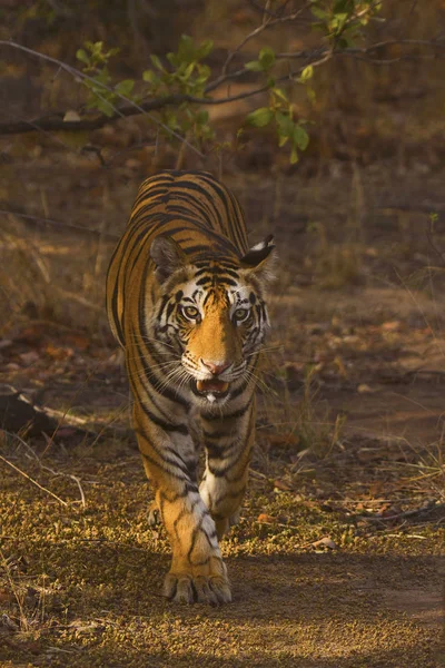 Samrat Tigre Panthera Tigris Tigris Bandhavgarh Tiger Reserve Madhya Pradesh —  Fotos de Stock