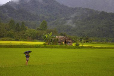 Sharavathi, Karnataka, Hindistan, Ağustos 2013 şemsiye ile yeşil alanları, turizm