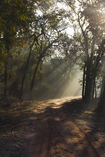 Rays of sun pierce canopy falling on the safari track, Bandhavgarh Tiger Reserve, Madhya Pradesh, India