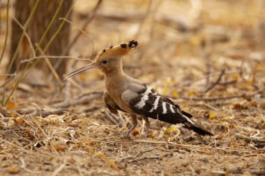 Common Hoopoe, Upupa epops, Jhalana, Rajasthan state of India clipart