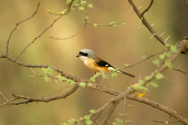 Bay Sırtlı Örümcek Kuşu Lanius Vittatus Jhalana Rajasthan Hindistan Devlet — Stok fotoğraf