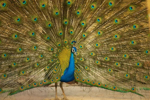 Indian Peafowl Pavo Cristatus Male Jhalana Rajasthan State India — Stock Photo, Image