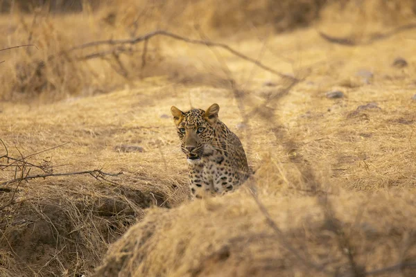 Indiai Leopárd Panthera Pardus Fusca Jhalana Rajasthan India — Stock Fotó