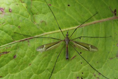 Crane flies are flies in the family Tipulidae. They are insects and look similar to large mosquitoes but, unlike mosquitoes, they do not bite people or animals clipart