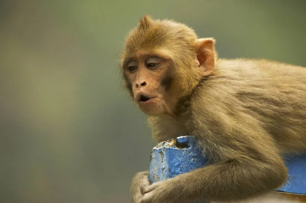 Rhesus Macaque Macaca Mulatta One Best Known Species Old World — Stock Photo, Image
