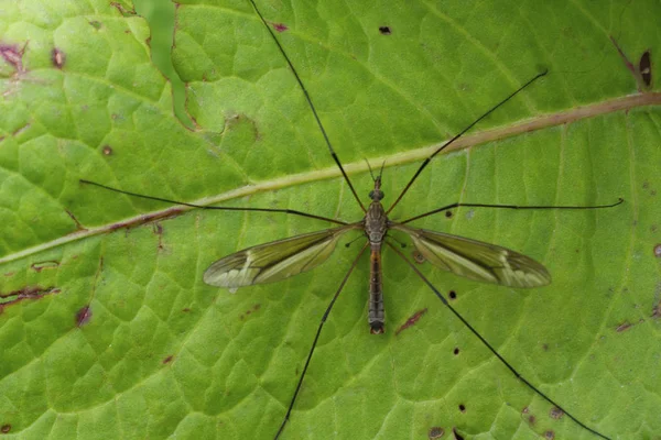 鹤蝇是家族 Tipulidae 的苍蝇 它们是昆虫 看起来和大蚊子相似 但不像蚊子 它们不咬人或动物 — 图库照片