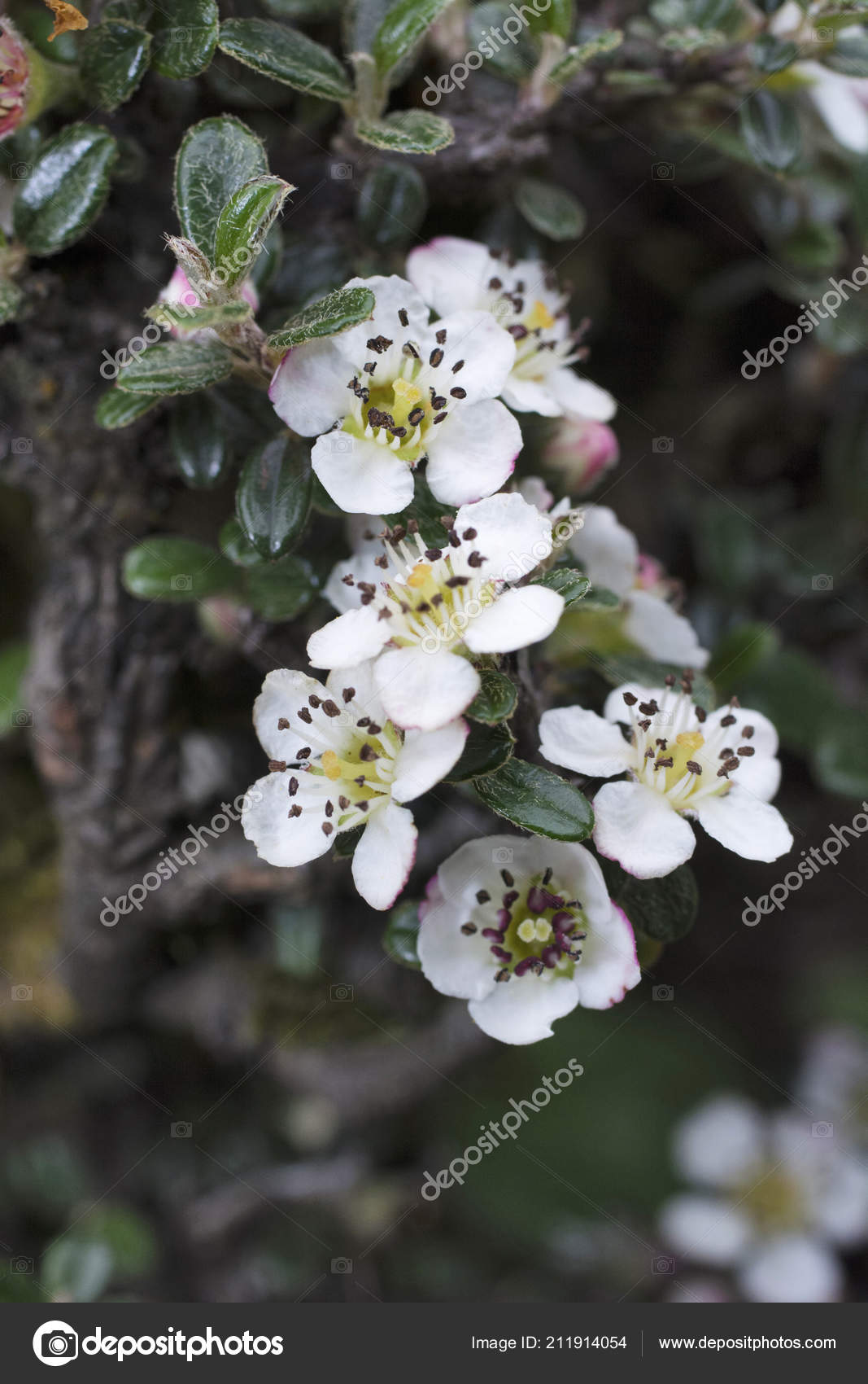 Cotoneaster Microphyllus Est Arbuste Feuilles Persistantes