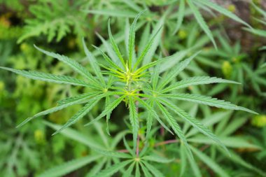 Bhang ya da marihuana yapıldığı kenevir bitki yaprakları