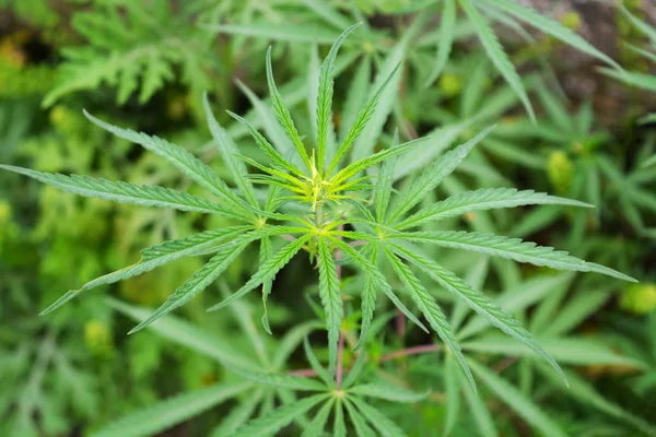 Bhang ya da marihuana yapıldığı kenevir bitki yaprakları