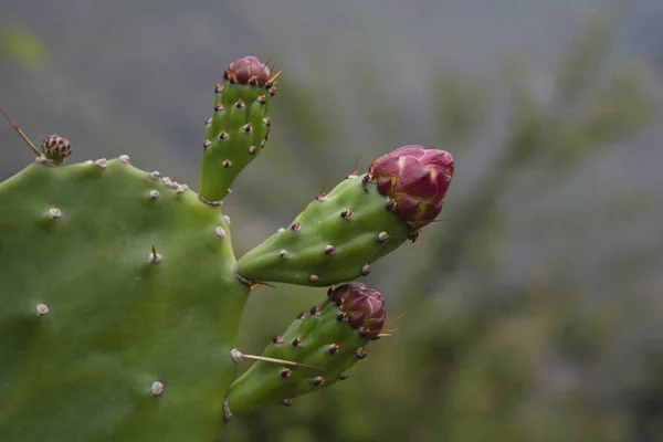 Cacto Com Flor Roxa Estado Uttarakhand Índia — Fotografia de Stock