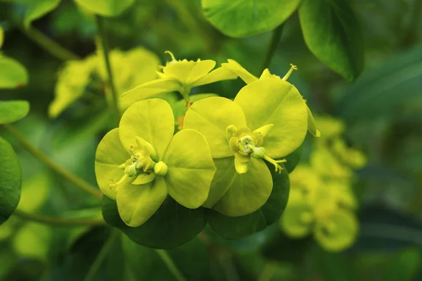 Euphorbia Pilosa Mnohem Větvenou Mléčný Latex Nesoucí Vysoká Bylina Listy — Stock fotografie