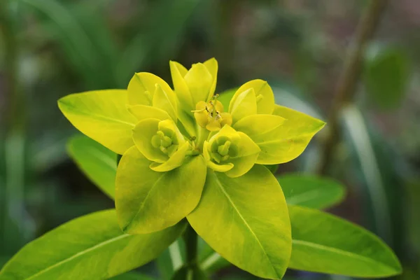 Euphorbia Pilosa Est Latex Laiteux Très Ramifié Portant Une Grande — Photo