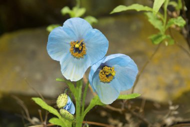 Blue Poppy is also called as Queen of Himalayan Flowers. Blue poppy is found in abundance near Hemkund Sahib from mid July to August end. Whole plant contains narcotic constituents clipart