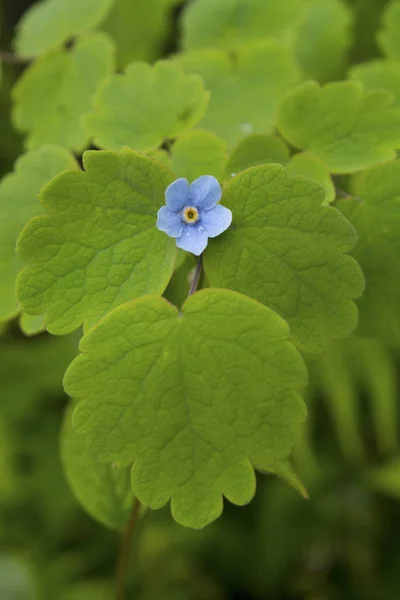 Non Dimenticarmi Myosotis Genere Piante Fiore Della Famiglia Delle Boraginaceae — Foto Stock