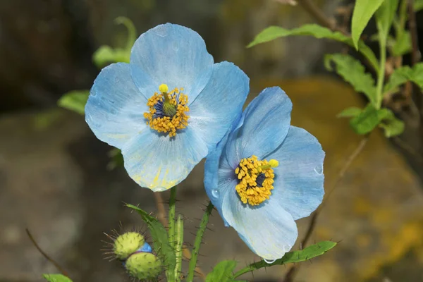 Голубой Поппи Называют Королевой Гималайских Цветов Синий Мак Встречается Изобилии — стоковое фото