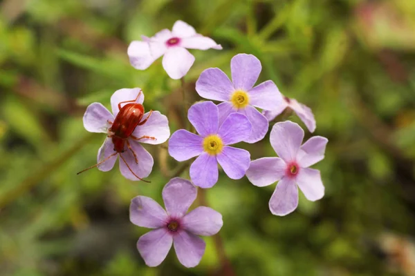 Забывайте Меня Myosotis Рода Цветущих Растений Семье Boraginaceae — стоковое фото