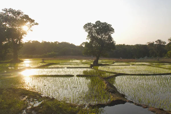 Солнце Рисовом Поле Деревня Куеши Гоа Индия — стоковое фото