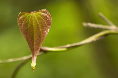 Yaprak, Hindistan taze filiz görünümü Kapat