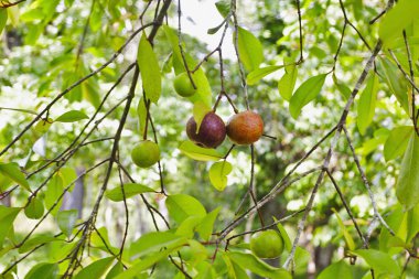 Yerel kokum meyve ağacı Garcinia indica, Goa, Hindistan.