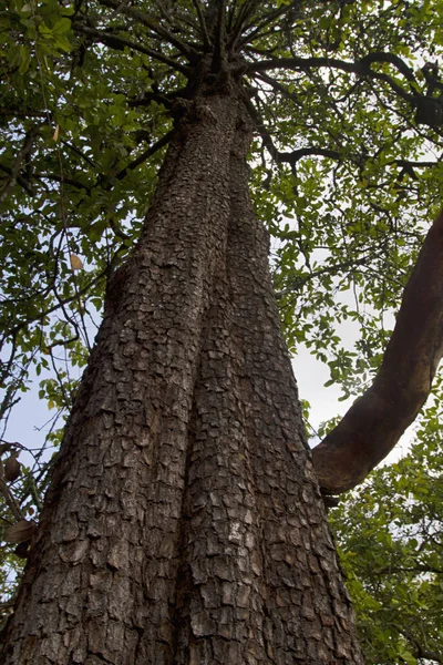 Perspective of huge tree from its trunk, India