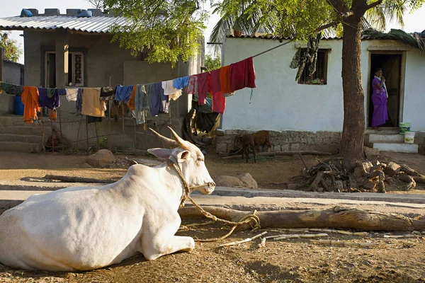 Karnataka, Indie, styczeń 2005, wieśniak Kobieta w domu i byka na dziedzińcu domu. — Zdjęcie stockowe