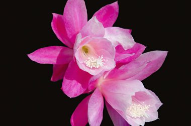 Pembe çiçekler. Lobesa Punakha bölge Bhutan Hindistan