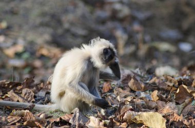 Ortak Langur, Presbytis Tellus, Nagzira yaban hayatı kutsal alan, Bhandara, yakınındaki Nagpur, Maharashtra India