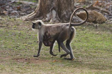 Ortak Langur, Presbytis Tellus, Nagzira yaban hayatı kutsal alan, Bhandara, yakınındaki Nagpur, Maharashtra India