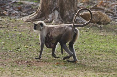 Common Langur, Presbytis entellus, Nagzira Wild Life Sanctuary, Bhandara, Near Nagpur, Maharashtra India clipart