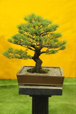 Bonsai ağacı, Casuarina veya Saru, Casuarina Equistefolia, Pune Bonsai ağacı Sergisi