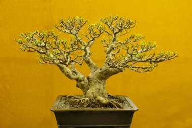 Bonsai ağacı, Ficus Microcarpa, Bonsai ağacı sergi Pune