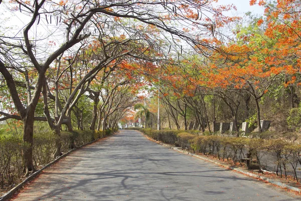 A view of road with gulmohar tree canopy during summer at Pune, India
