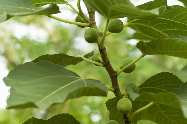 Tree Green Figs Pune Maharashtra — Stock Photo, Image