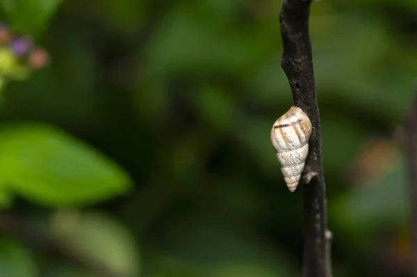 Fehér Csiga Shell Gyár Közelében Pune Maharashtra — Stock Fotó