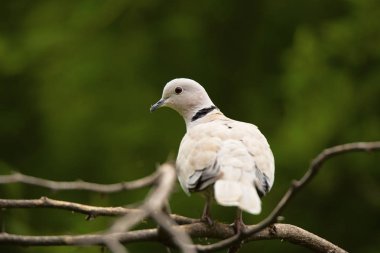 Yakalı Avrasya güvercin, Streptopelia decaocto, Jhalana, İstanbul, Türkiye.