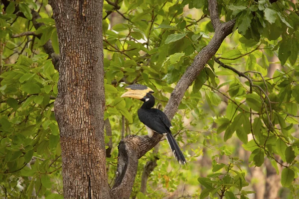 Malabar pied 角桩, 印度中央邦 pied tiger reserve. — 图库照片