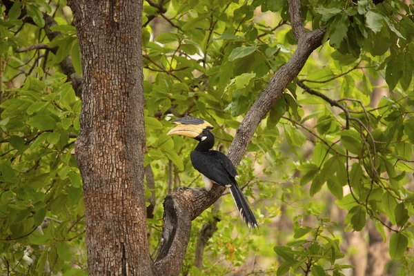 Malabári szarvascsőrű, (Anthracoceros coronatus), Pench Tiger Reserve, Madhya Pradesh, India. — Stock Fotó