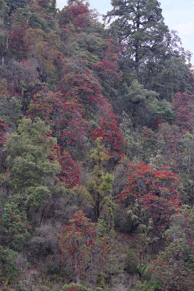 Рододендрон, древесные растения семейства Хит, Ericaceae, либо вечнозеленые, либо лиственные. Мухешвар, Уттаракханд, Индия . — стоковое фото